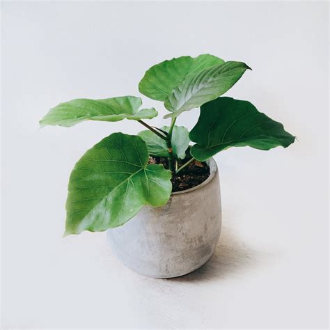 愛心榕|5分鐘認識愛心榕｜A&Y｜Ficus umbellata【觀葉植物 